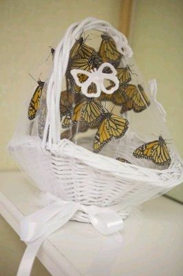 ~Butterfly releasing~