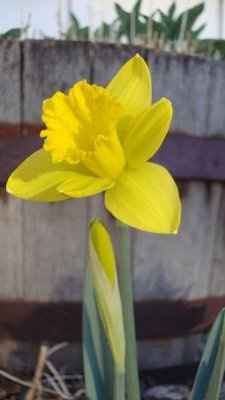 Happy Friday! First sign of Spring in Colorado!