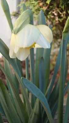 Happy Friday! First sign of Spring in Colorado!