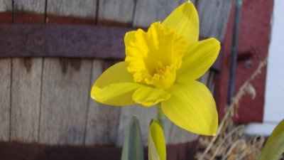Happy Friday! First sign of Spring in Colorado!