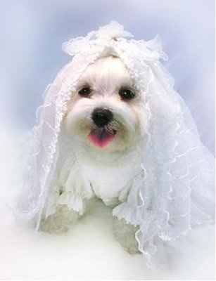 Best dress EVA!