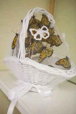 ~Butterfly releasing~
