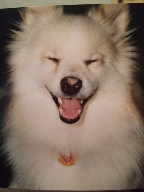 My dog passed away. NWR.