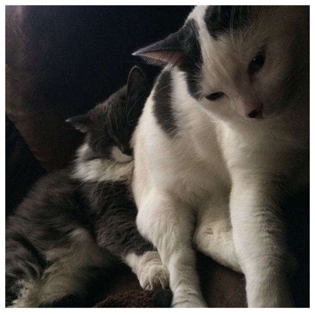 NWR - Furbaby Friday