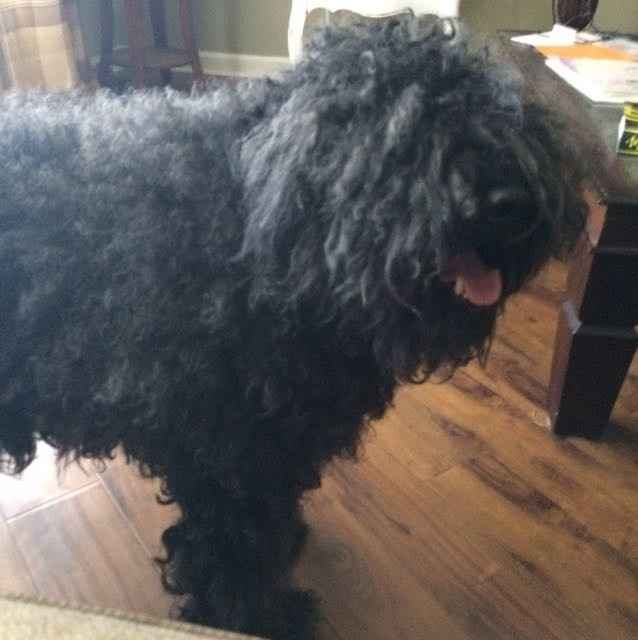 NWR- Does anybody want a dog?