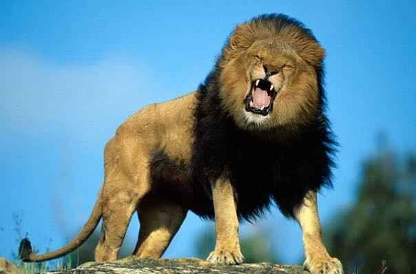 Show off your fiance!