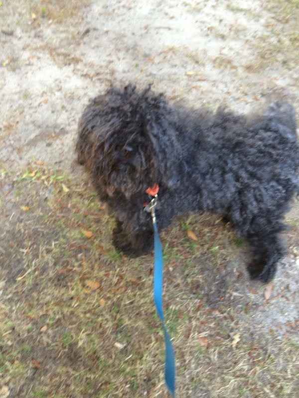 It's Fursday! Share the love!