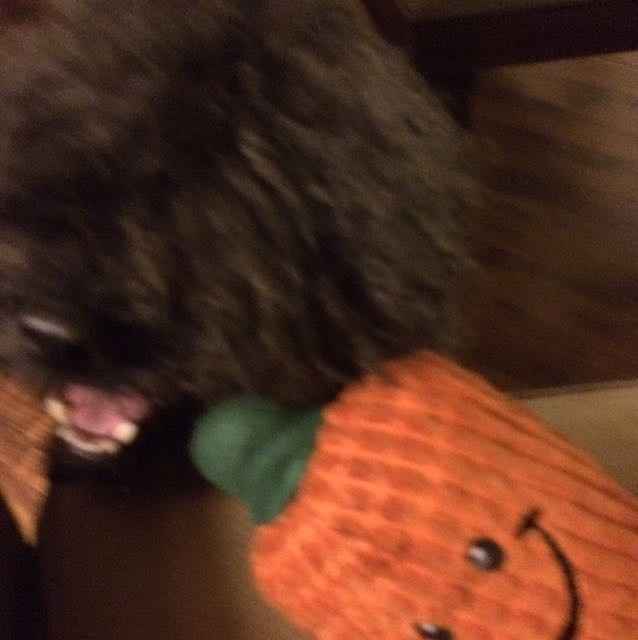 It's Fursday! Share the love!