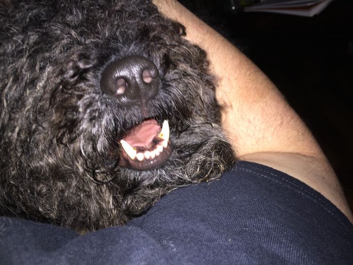 NWR: post pics of your pets!!