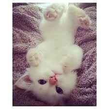 Is there any way to contact a mod?