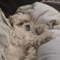 Show me your fur baby! (it has been awhile and I love seeing the pets!)