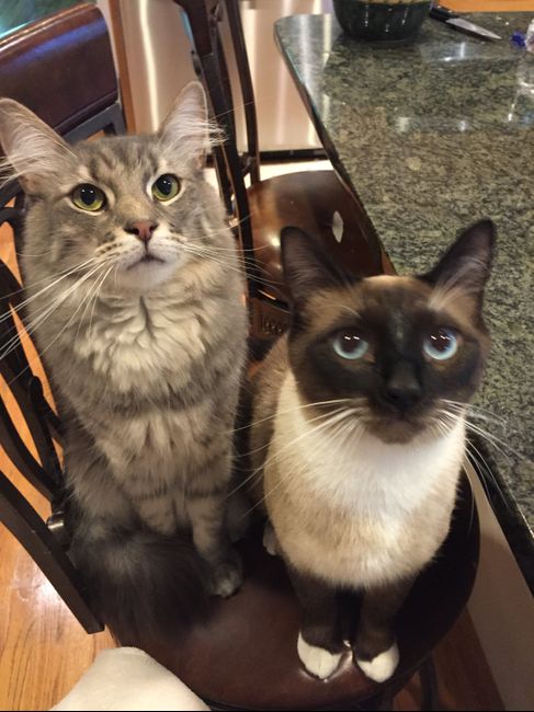 Coronavirus Wedding Cancelation 1