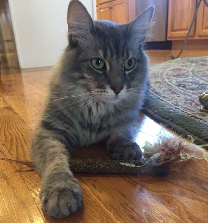 Asking for prayers/vibes/positive wishes. - 3