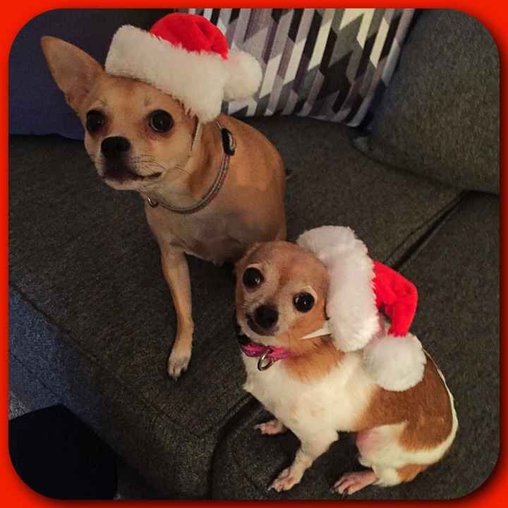 NWR Need puppy prayers!