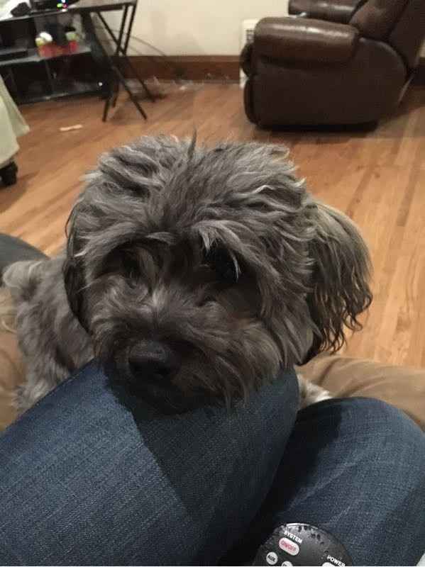 NWR: dog or no dog? Advice please