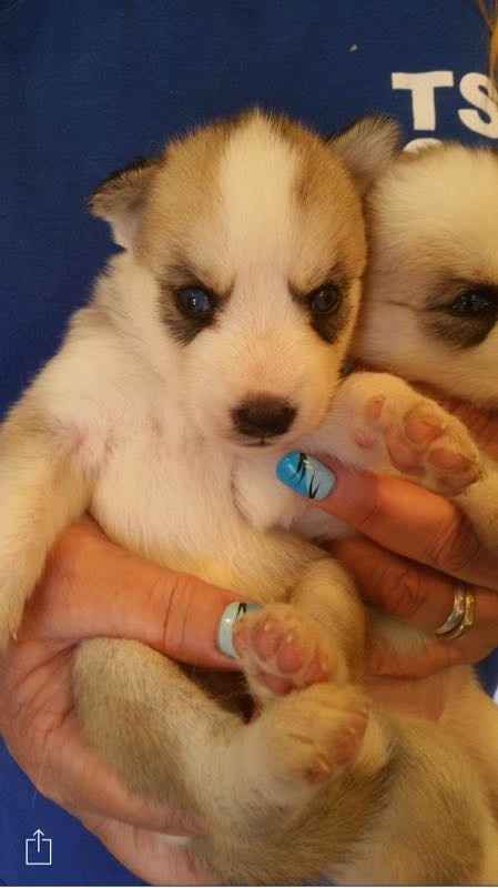 NWR: Bored? Show off your pets!