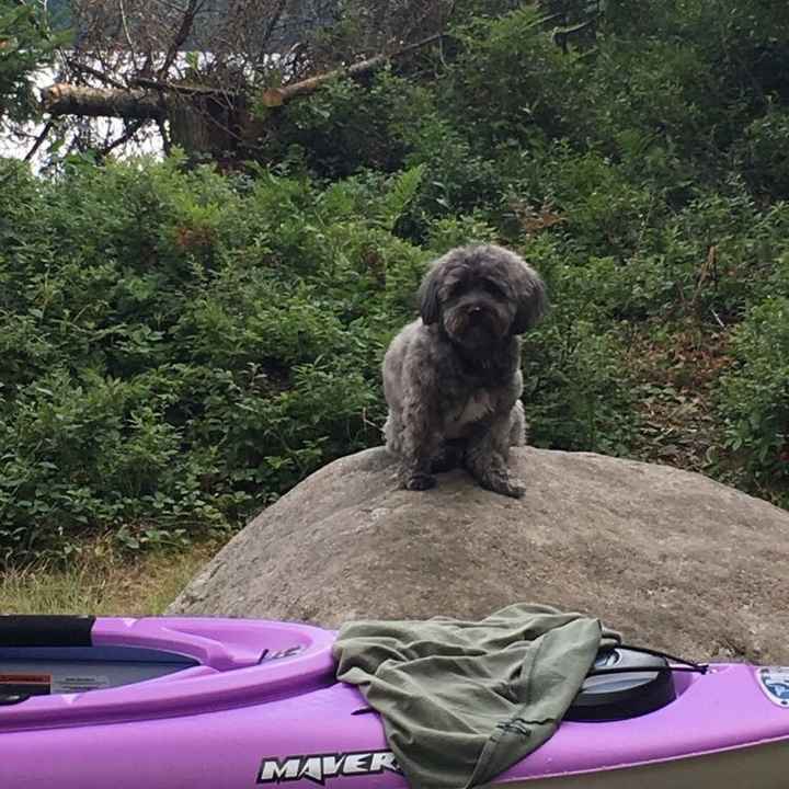 NWR: Bored? Show off your pets!