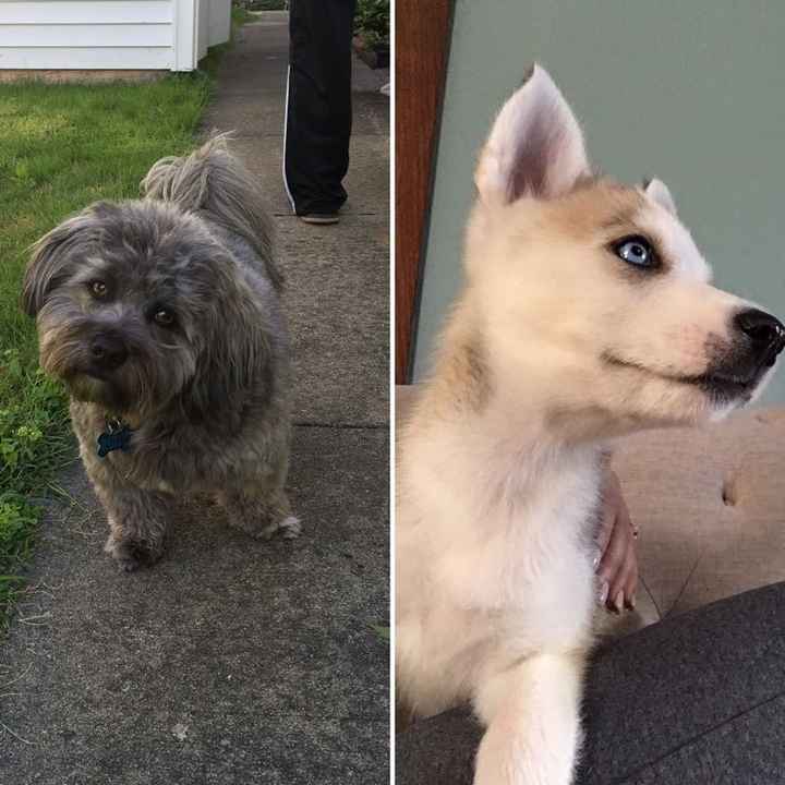 NWR: National Dog Day!