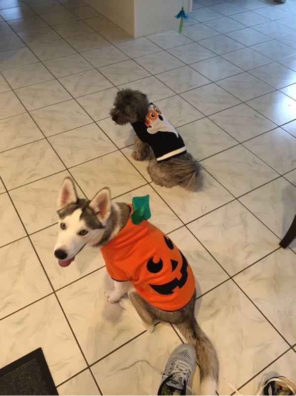 NWR Show us your Halloween Pets!
