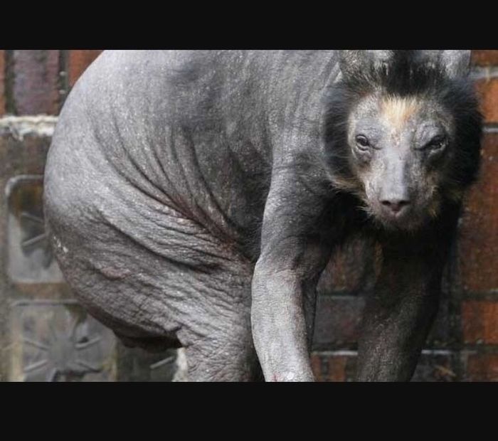 NWR, RRR---GymRat, you gotta see this!