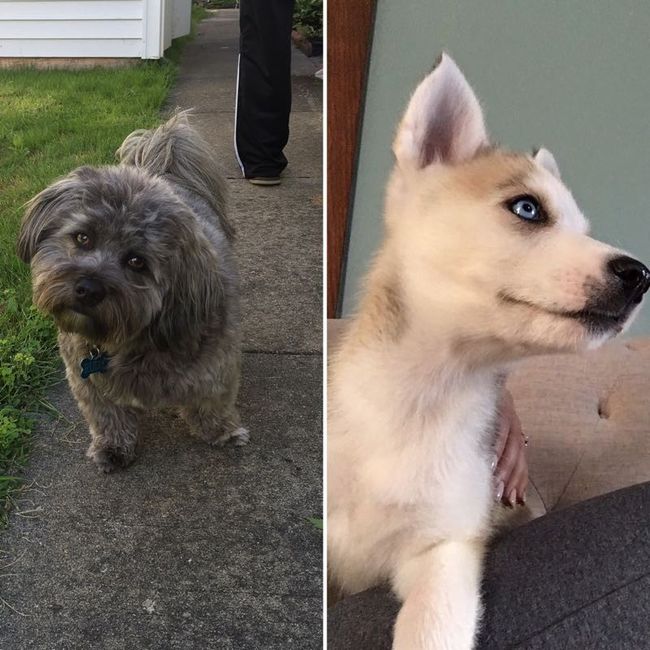 NWR: National Dog Day!