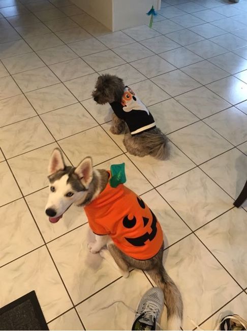 NWR Show us your Halloween Pets!