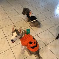 NWR Show us your Halloween Pets!