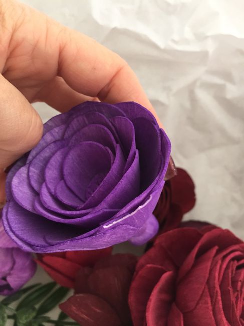 Sola flower disappointment ☹️ 3