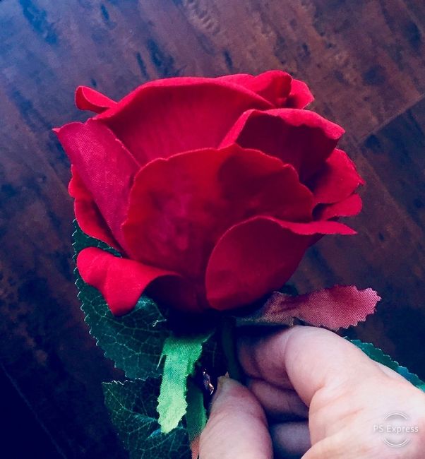 Sola flower disappointment ☹️ 6