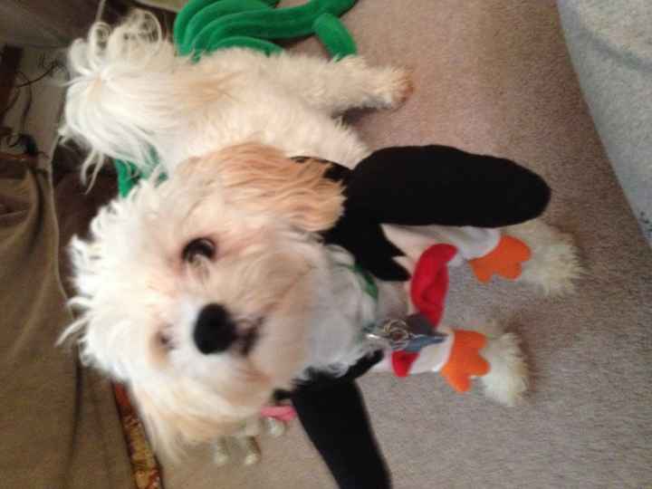 Got a new puppy, lets see a pic of your pets