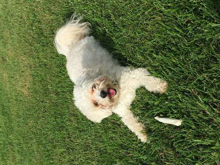 Got a new puppy, lets see a pic of your pets