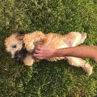 NWR: Show off your furbabies!