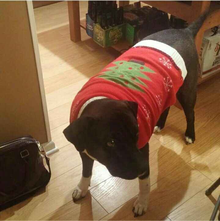 Pet PSA: No Holiday Plants!!!!!