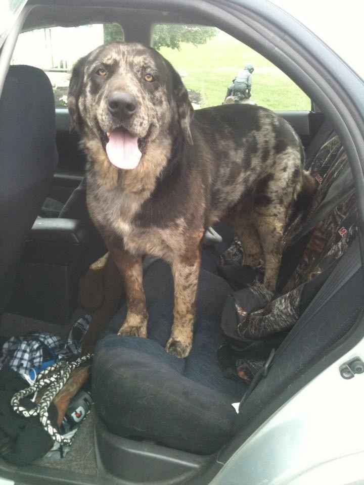 Fur babies with engagement/wedding photos