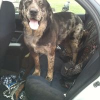 Fur babies with engagement/wedding photos