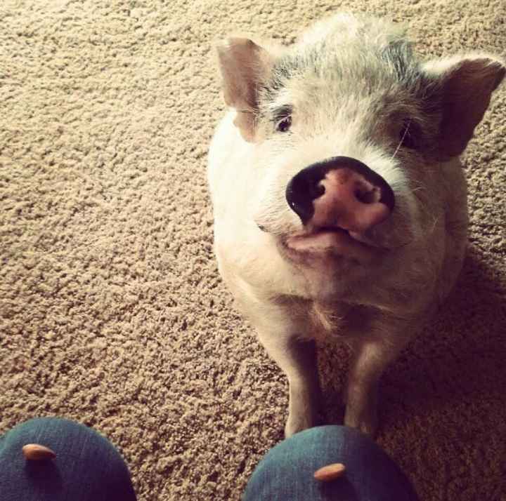 NWR: Show me your fur babies