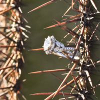 2023 Brides - Show us your ring! - 1