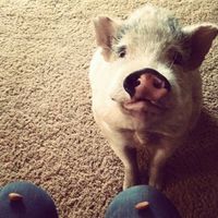 NWR: Show me your fur babies