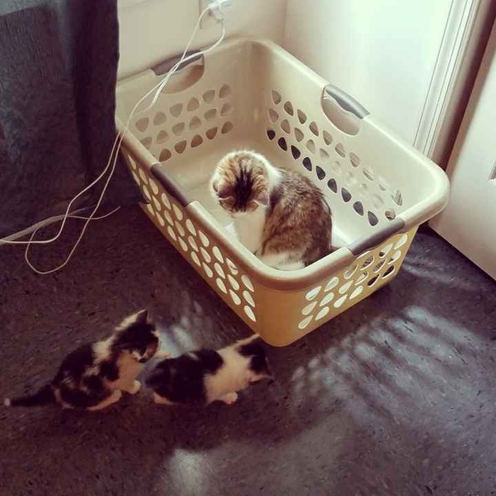 NWR: Silly pictures of your pets