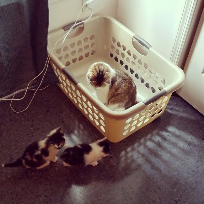 NWR: Silly pictures of your pets