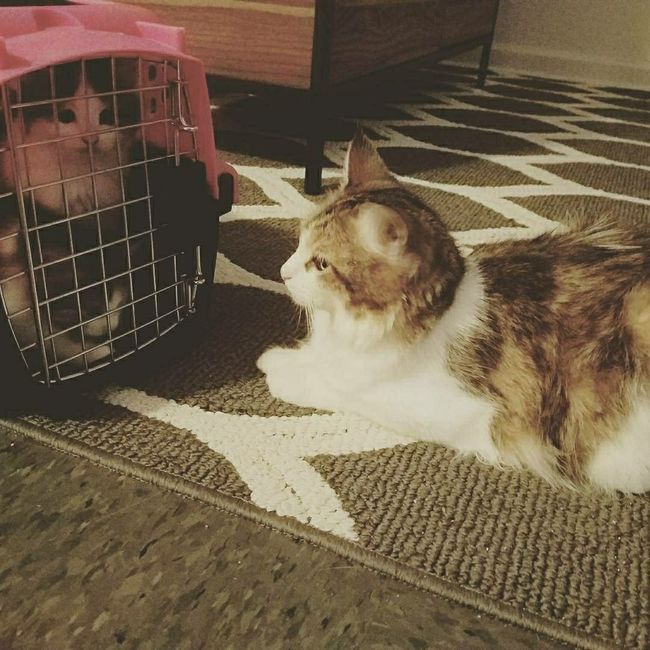 NWR - Goodbye Kittens!