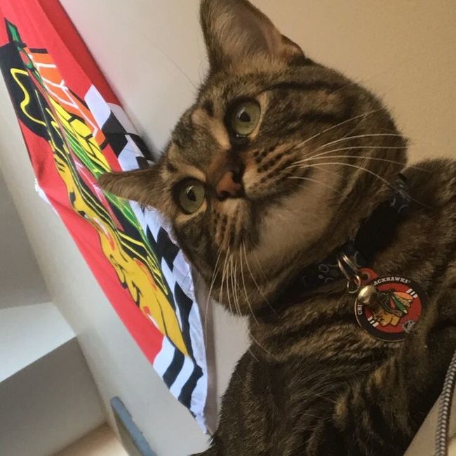 New to the site! -- Updated with kitten picture!