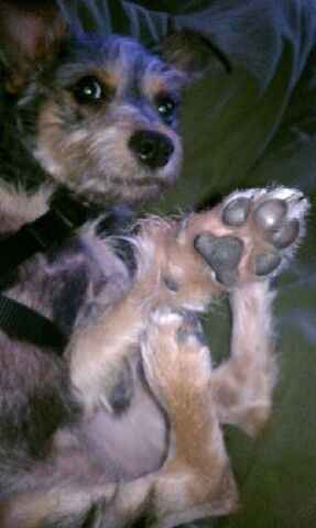 Fur babies!