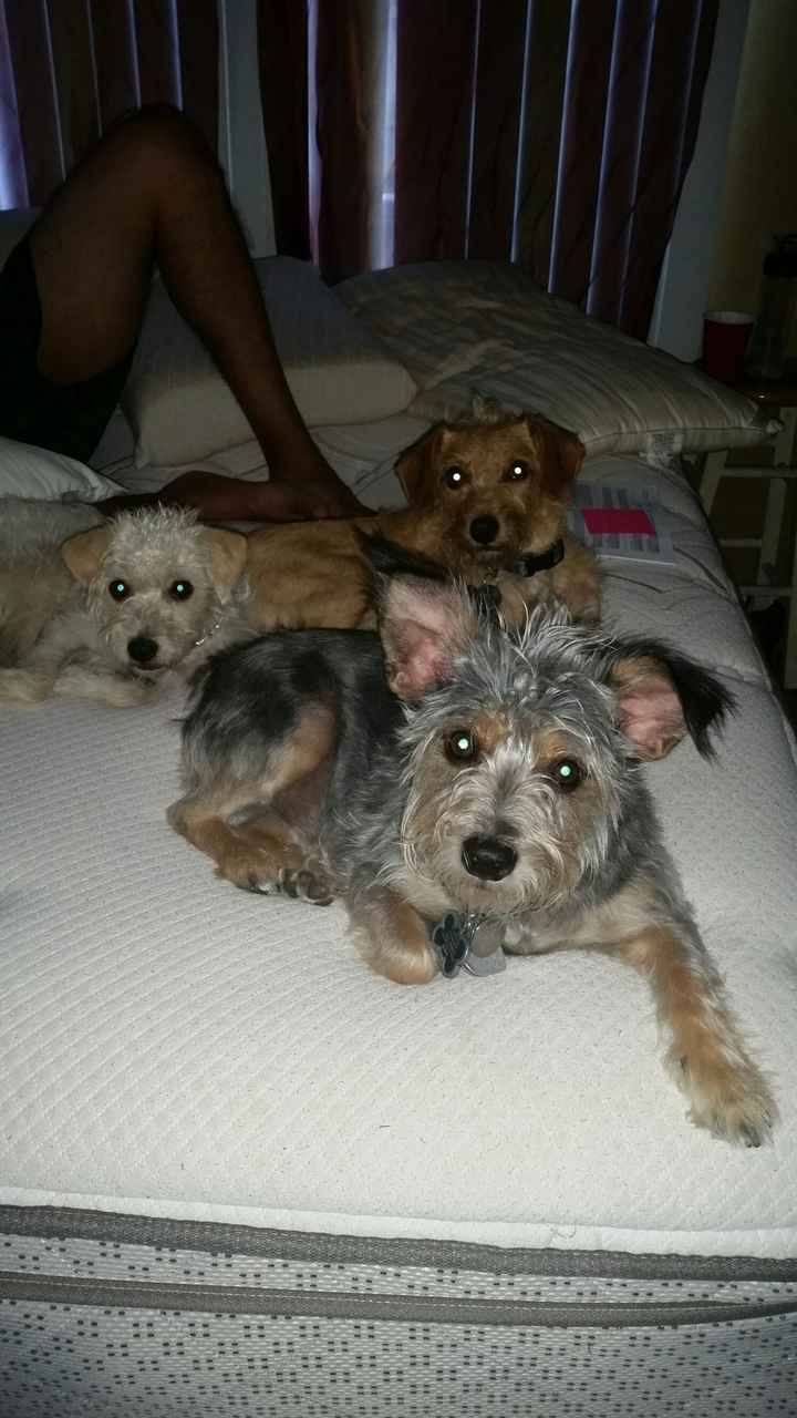 NWR: We adopted another puppy!!!***PICS**