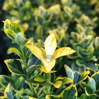 Brides of 2020!  Show us your ring! - 1