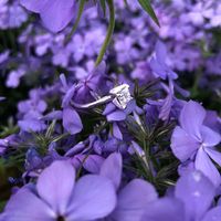 Brides of 2020!  Show us your ring! - 2