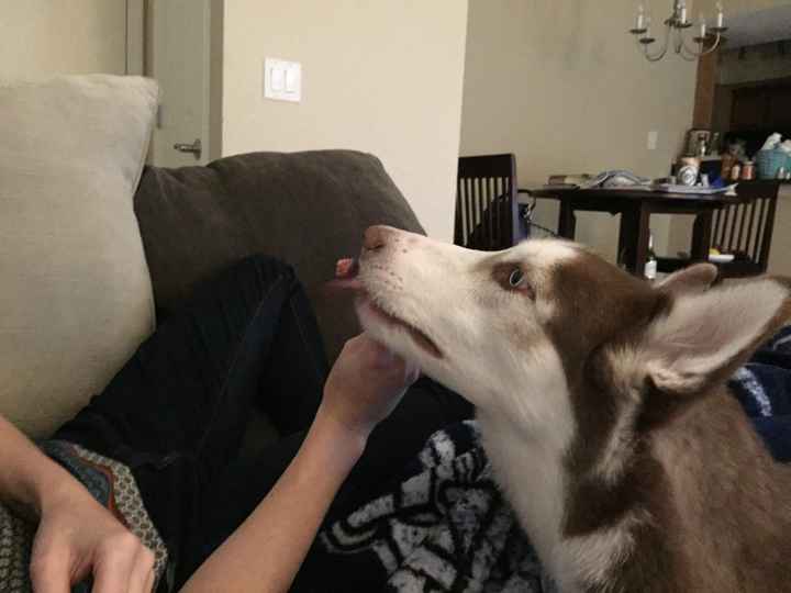 Fiendish Furbaby Friday