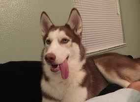 Brag Post - Pet Edition!