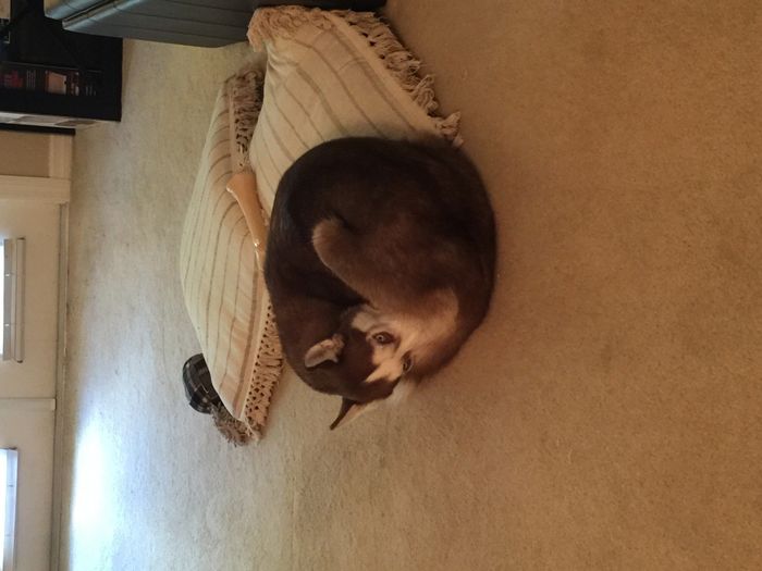 Fiendish Furbaby Friday