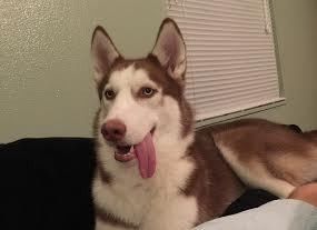 Brag Post - Pet Edition!